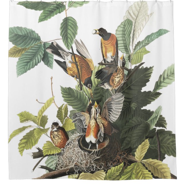 Robin-Vogel-Tier-Nest Audubon Duschvorhang (Vorderseite)