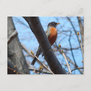 Robin vom Mystic River Postkarte