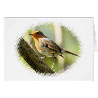 Robin Wild-life Bird