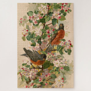 Robins 1896