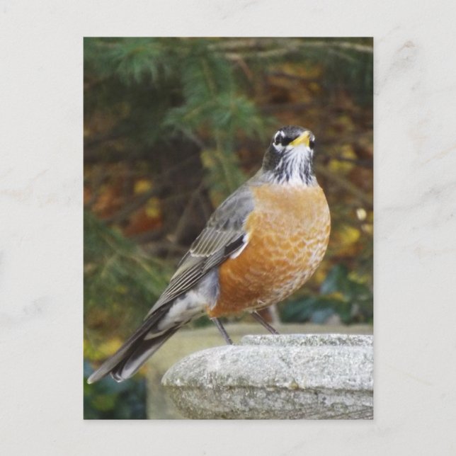 Robins Bath-Vogelpostkarte Postkarte (Vorderseite)