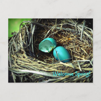 Robin's Egg Nest Spring Postkarte