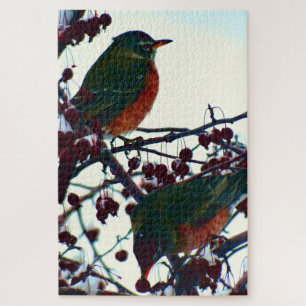 Robins im Winter