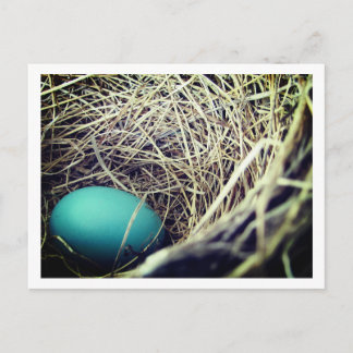 Robin's Nest | Postkarte