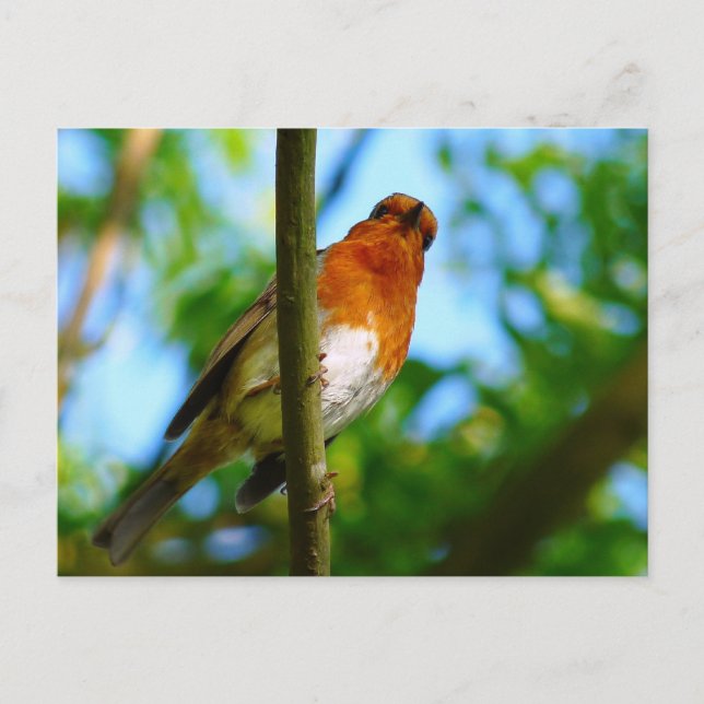 ROBINS POSTKARTE (Vorderseite)
