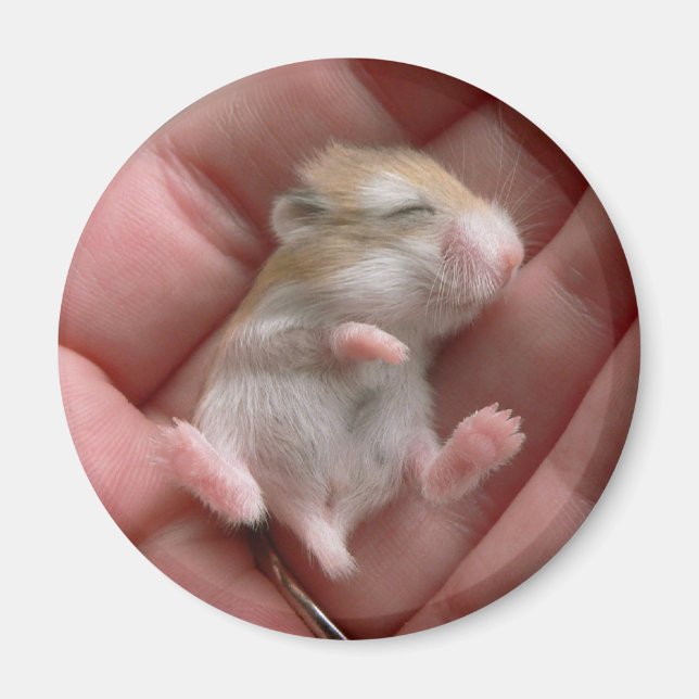 Robo Pup Magnet (Vorne)