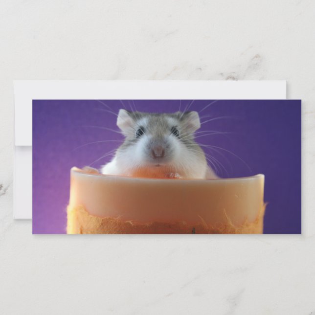 Roborovksi Hamster Fotokarte (Vorderseite)