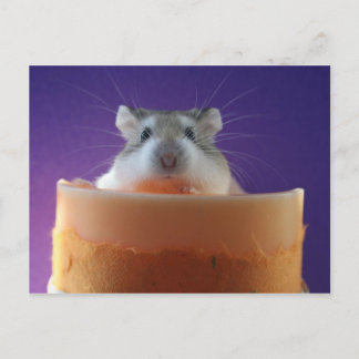 Roborovksi Hamster Postkarte