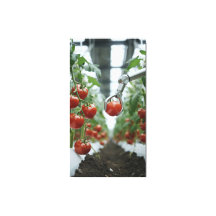 Robotic arms precisely pick ripe tomatoes 