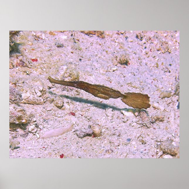 Robust Ghost Pipefish Poster (Vorne)