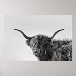 Robuste Hochlandkuh in Monochrom Poster
