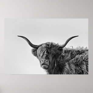 Robuste Hochlandkuh in Monochrom Poster