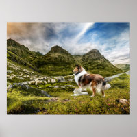 Robustes Collie und Lammherde Schafe -