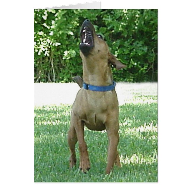 Rocco - Rye Ruv Roo! Karte (Vorne)