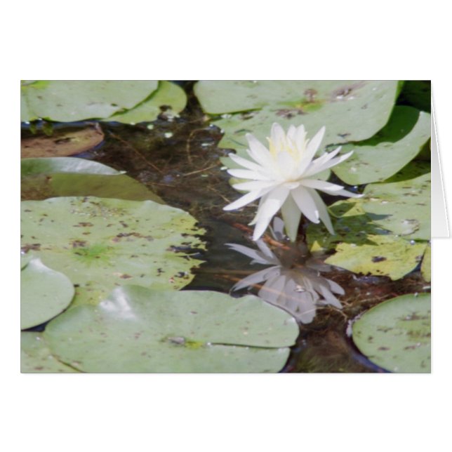 Rochen (Vorderseite (Horizontal))