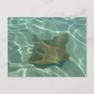 Rochen im Meer Postkarte Grußkarte