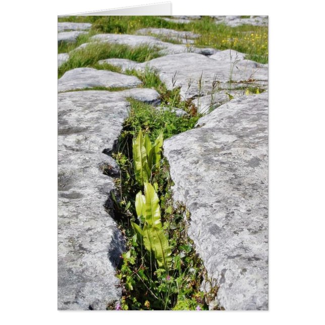 Rochers de calcaire Plante de Burren (Devant)