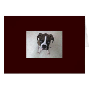 Rocheux - chiot de boxeur