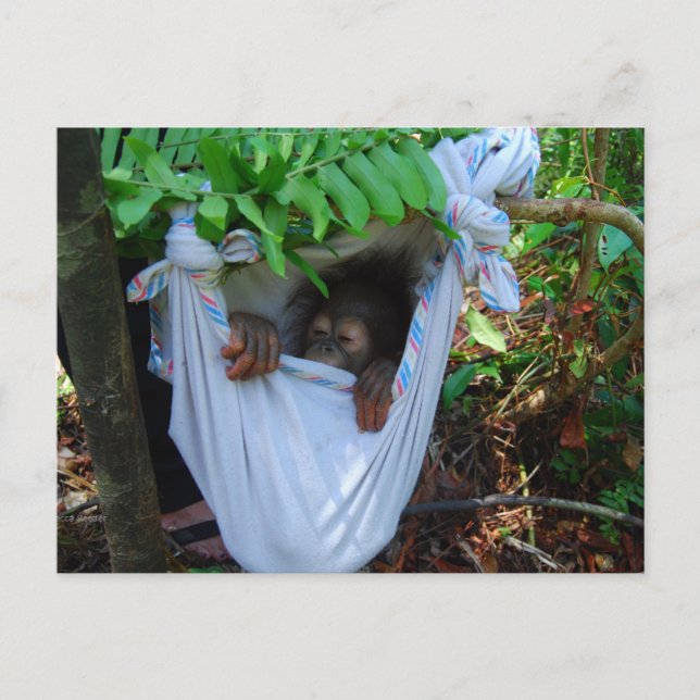 Rock a Bye Baby Orangutan Postkarte (Vorderseite)