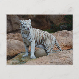 Rock Background Bengalisch White Tiger Postkarte