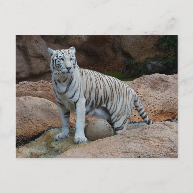 Rock Background Bengalisch White Tiger Postkarte (Vorderseite)