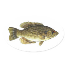 Rock Bass - Rotes Auge