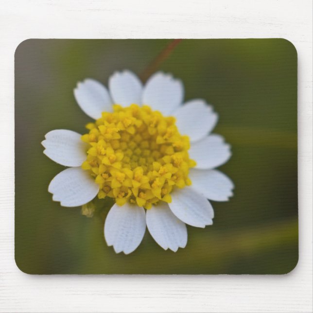 Rock Daisy Mousepad (Vorne)