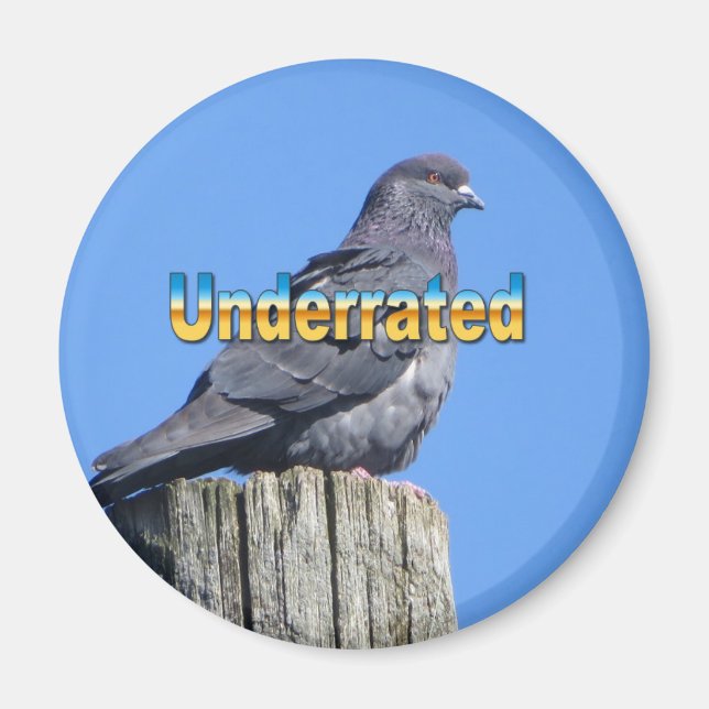 Rock Dove-Taubenmagnet Magnet (Vorne)