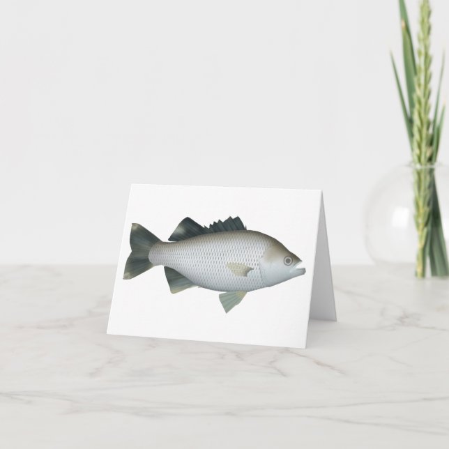 Rock Flagtail (Vorderseite)