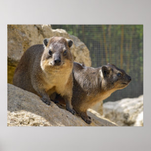 Rock hyrax auf Stein Poster