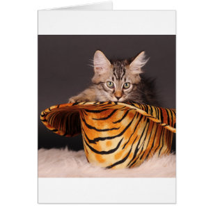 Rock n RollenMiezekatze