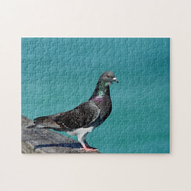 Rock Pigeon (Horizontal)