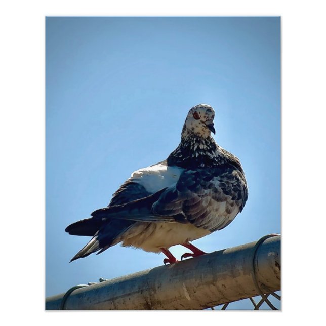 Rock Pigeon Fotodruck (Vorne)