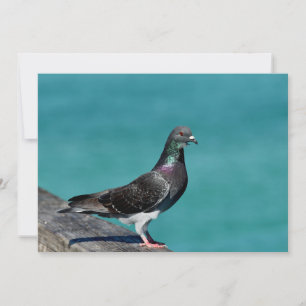 Rock Pigeon Mitteilungskarte