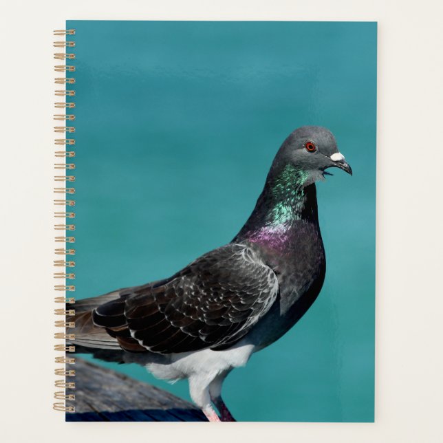 Rock Pigeon Planer (Vorderseite)