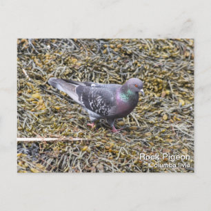 Rock Pigeon Postkarte