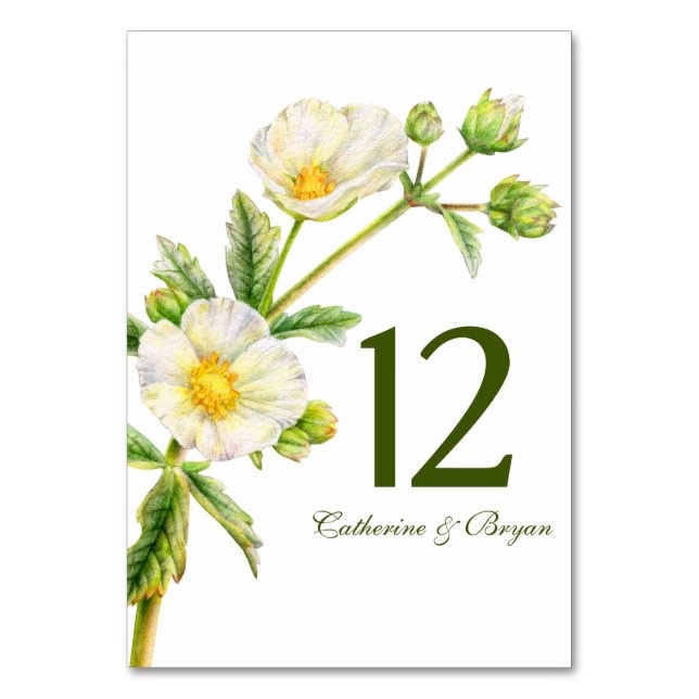 Rock Rose Aquarell Blume Hochzeit Tischnummer (Vorderseite)