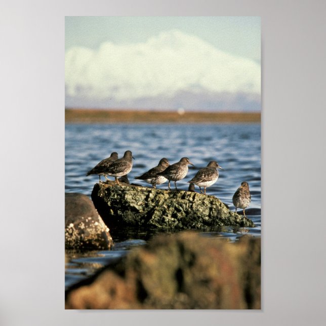Rock Sandpiper Flock Poster (Vorne)