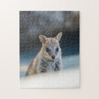 Rock Wallaby Joey Portrait – Australian Wildlife 