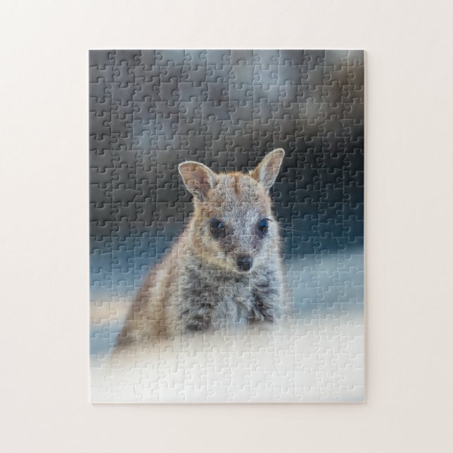 Rock Wallaby Joey Portrait – Australian Wildlife  (Vertikal)