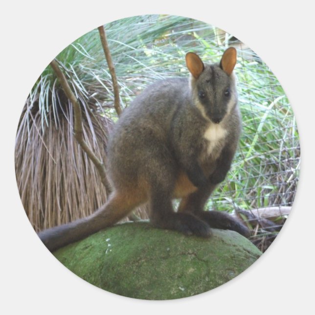 Rock Wallaby Sticker (Vorderseite)