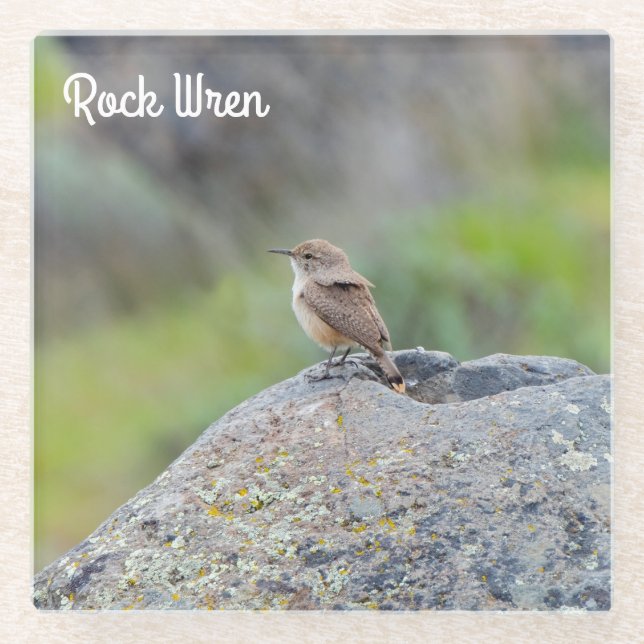 Rock Wren Glasuntersetzer (Vorderseite)