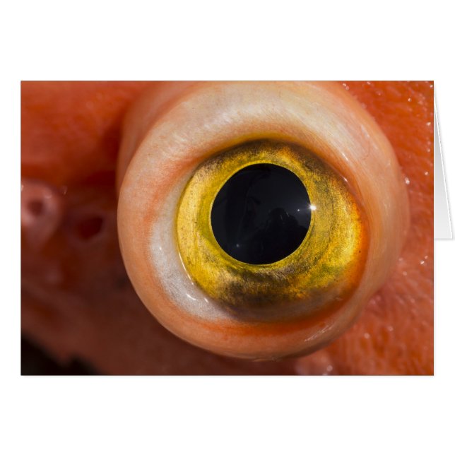 Rockfish Eye (Vorderseite (Horizontal))