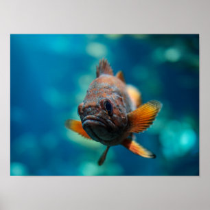 Rockfish Poster