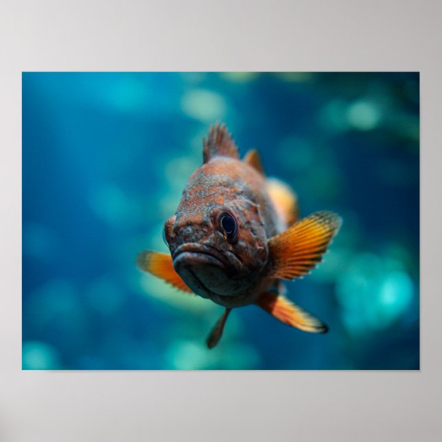 Rockfish Poster (Vorne)
