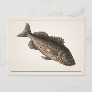 Rockfish-Postkarte - Stil I Postkarte