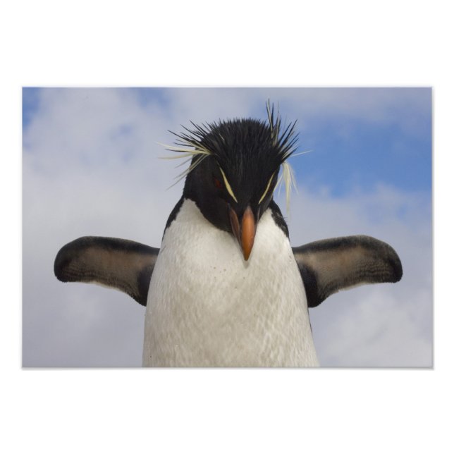 Rockhopper Penguin Eudyptes chrysocome Fotodruck (Vorne)