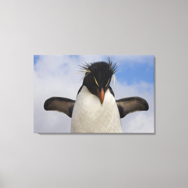 Rockhopper Penguin Eudyptes chrysocome Leinwanddruck (Vorderseite)