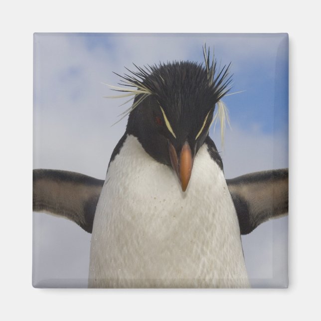 Rockhopper Penguin Eudyptes chrysocome Magnet (Vorne)