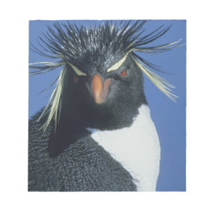Rockhopper Penguin (Eudyptes chrysocome) Notizblock